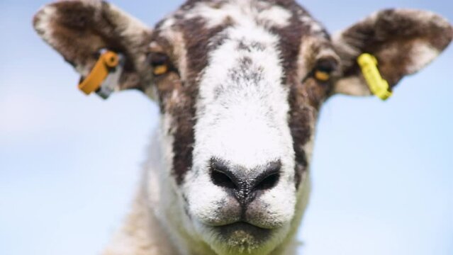 HD, close-up shot of a cute adult wool sheep in a farm field, staring straight into the camera. This detailed footage captures the serene and natural environment of rural farming life, perfect for enr