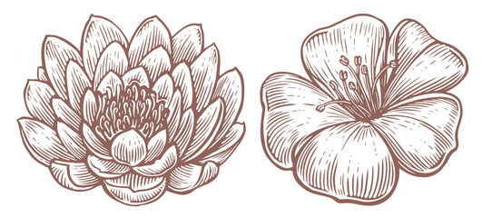 Flowers set. Lotus and lily sketch. Engraved style illustration. Vintage vector illustration - obrazy, fototapety, plakaty