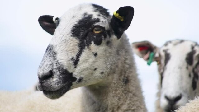 HD, close-up shot of a cute adult wool sheep in a farm field, staring straight into the camera. This detailed footage captures the serene and natural environment of rural farming life, perfect for enr