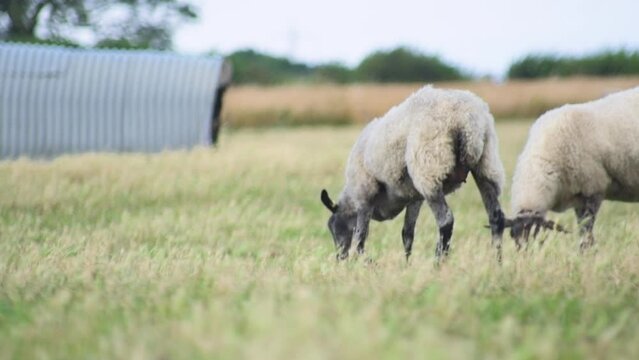 HD, close-up shot of a cute adult wool sheep in a farm field, staring straight into the camera. This detailed footage captures the serene and natural environment of rural farming life, perfect for enr