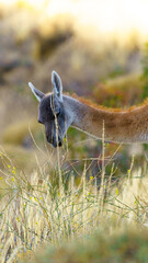 guanaco