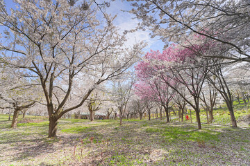 Obraz premium 鶴の舞橋