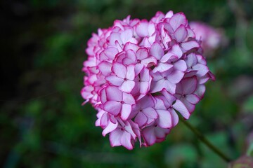 ひっそりと咲く満開の赤紫のグラデーションのアジサイ