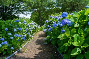 満開のブルーのアジサイに囲まれた遊歩道の情景