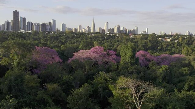 Skyline de Maring&aacute; - PR, ao fundo seu cart&atilde;o postal, a Catedral, sobre a linda copa dos Ip&ecirc;s floridos.