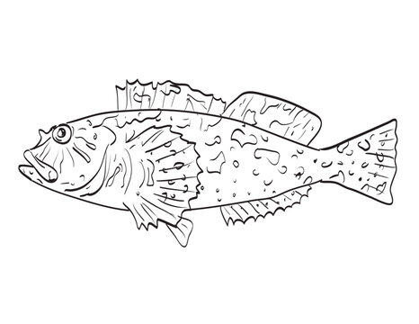 Drawing sketch style illustration of a Cabezon rockfish native to Gulf of California side view black and white on isolated white background.
