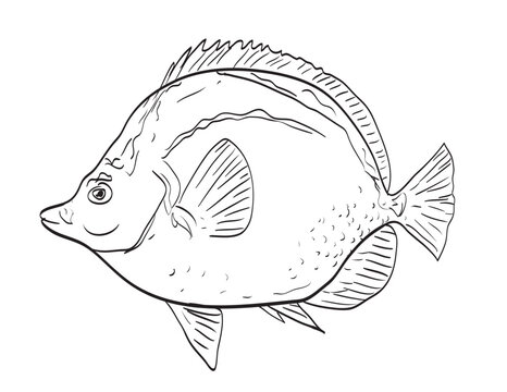 Drawing sketch style illustration of a blacknosed butterflyfish or barberfish Johnrandallia nigrirostris fish native to Gulf of California side view black and white on isolated white background.