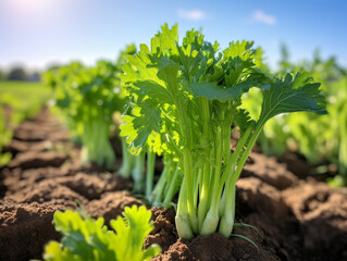 A Close Up of Celery Growing on a Farm
