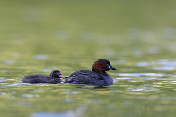 Zwergtaucher Tachybaptus ruficollis