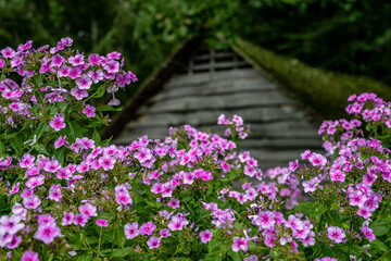 Fototapeta premium pink flowers