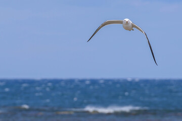 ウミネコ