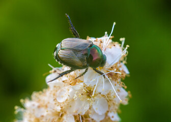 The cockchafer close -up