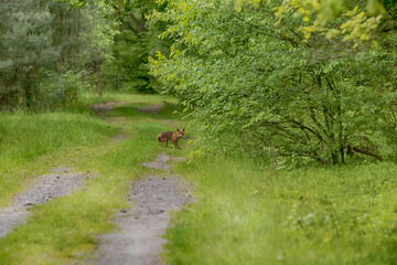 Lis na drodze leśnej