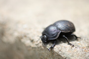 The genus Scarabaeus consists of a number of Afro-Eurasian dung beetle species. This photo was...