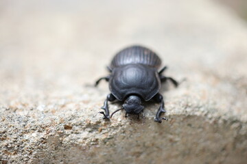 The genus Scarabaeus consists of a number of Afro-Eurasian dung beetle species. This photo was taken in Kruger National Park, South Africa. - obrazy, fototapety, plakaty