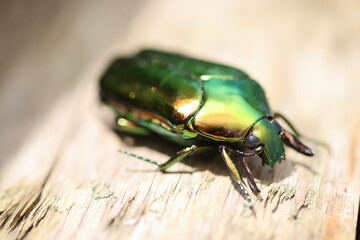 Agestrata semperi drone beetle in Luzon island, Philippines