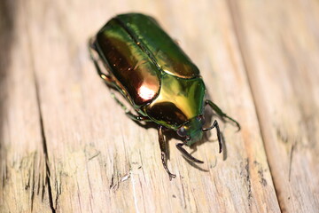 Agestrata semperi drone beetle in Luzon island, Philippines