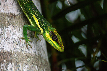 Cuban Knight anole Anolis equestris displays its dewlap