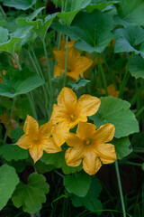 Summer squash yellow flower in a vegetable garden