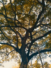 The colourful oldest  tree in sri lanka.