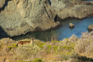 Deer walking along cliffs with ocean background

