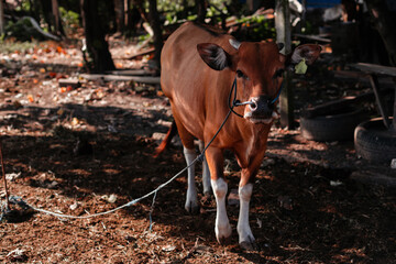 A large brown cow in the village