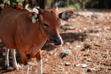 Large brown cow in the village close-up