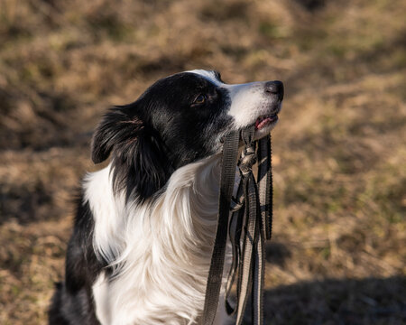 Border collie holding a leash in his mouth on a walk in the autumn park.