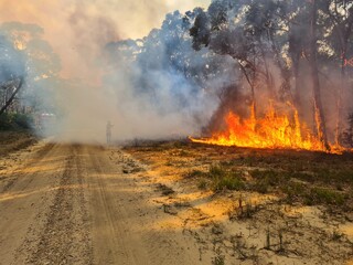 fire in the forest