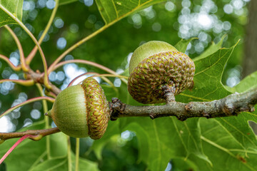 Small green acorn in an oak tree.