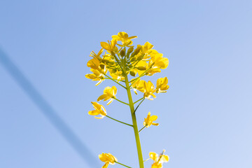 yellow spring flowers against a blue sky in the garden