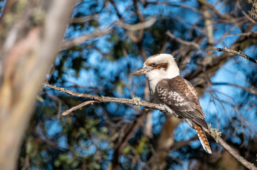 Kookaburra on a branch