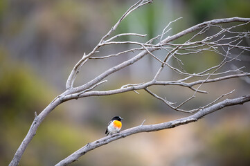 bird on a branch of a tree