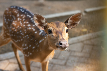 Close up of deer in zoo