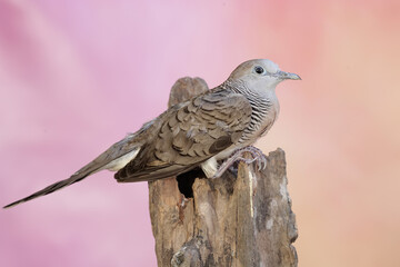A small turtledove resting on a weathered tree trunk. This bird has the scientific name Geopelia striata.