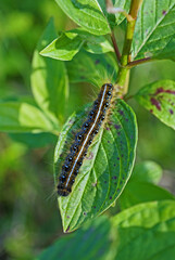 colorful fuzzy tent caterpillar on a green leaf 
