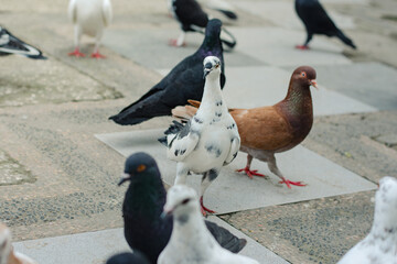 Crowd of pigeons in a city park