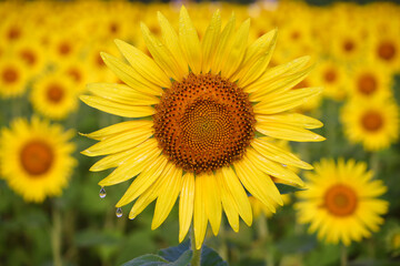 雨上がりのヒマワリ