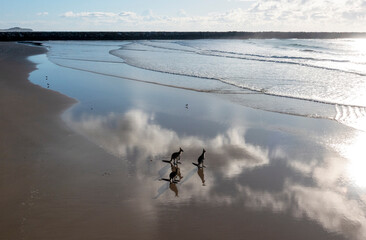  kangaroos on the beach at Yamba, New South Wales.