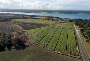 Sugar cane crop on the banks of the Clarence river near Yamba,new south wales.