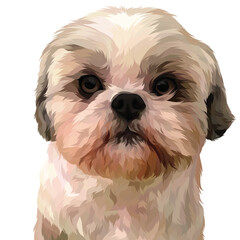 shih tzu dog