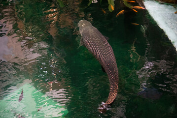 Arapaima or pirarucu