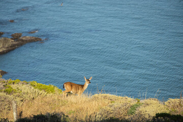 Deer walking along cliffs with ocean background