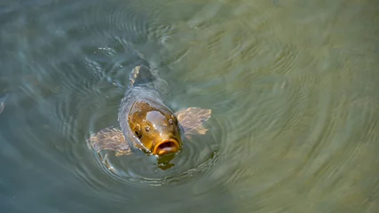 Deurstickers 餌をねだる鯉  © S造園