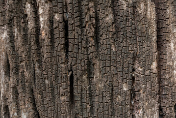 Obraz premium Dark brown wood texture, wood background
