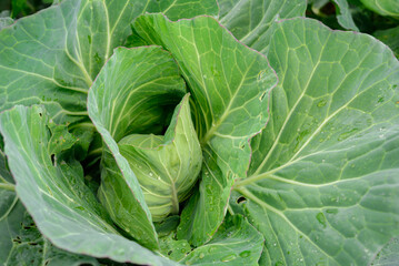 Obraz premium Cabbage Brassica oleracea L. var. Capitata in the family Cruciferae, Vegetable background