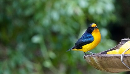Gaturamo-verdadeiro, ave  que habita  regiões da América do Sul. Também é conhecido pelos nomes de guriatã, bonito-lindo, gaturamo-imitador, gaturamo-itê,