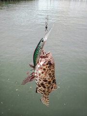 fishing lure catching grouper fish at bay