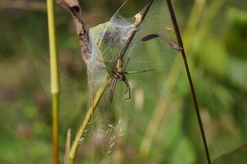Female Nursery web spider (Pisaura mirabilis). With spider nymphs in a protective web. Family Nursery web spiders (Pisauridae). Dutch garden, Summer, August, Netherlands                              