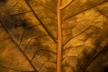closeup photo of dry yellow leaf